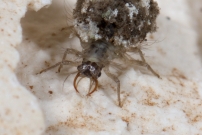 Une larve de Chrysope (Neuroptre - Chrysopidae - Pseudomallada sp.)